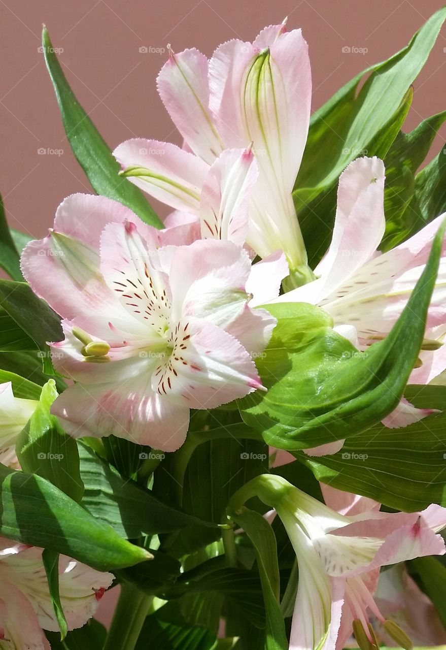 pink lilies. pink lilies