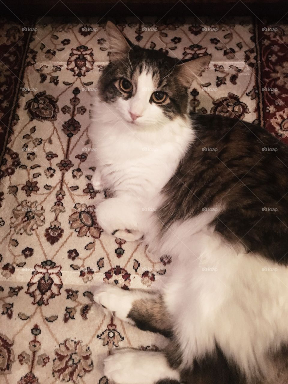 Cute cat on Persian carpet 