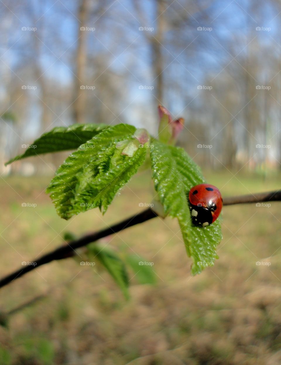 ladybug on a young green leaf spring time