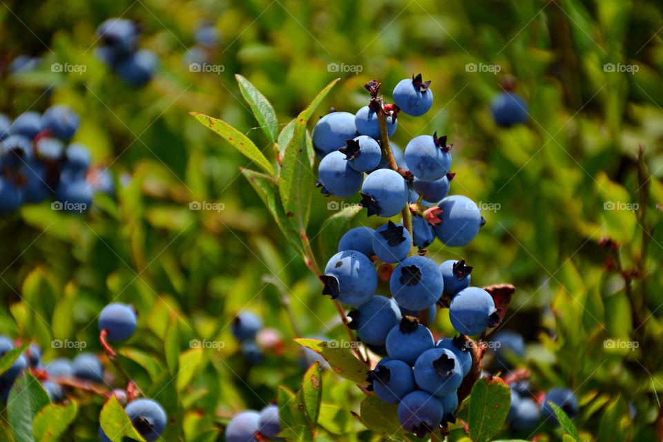 Blueberries on a blueberry field - Their color can range from blue to purple. They are often eaten fresh but can also be enjoyed frozen