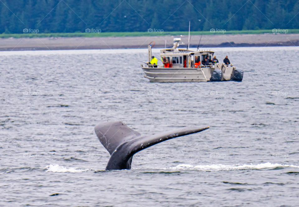 Humpback Whale Fluke in front of Fishing Boat