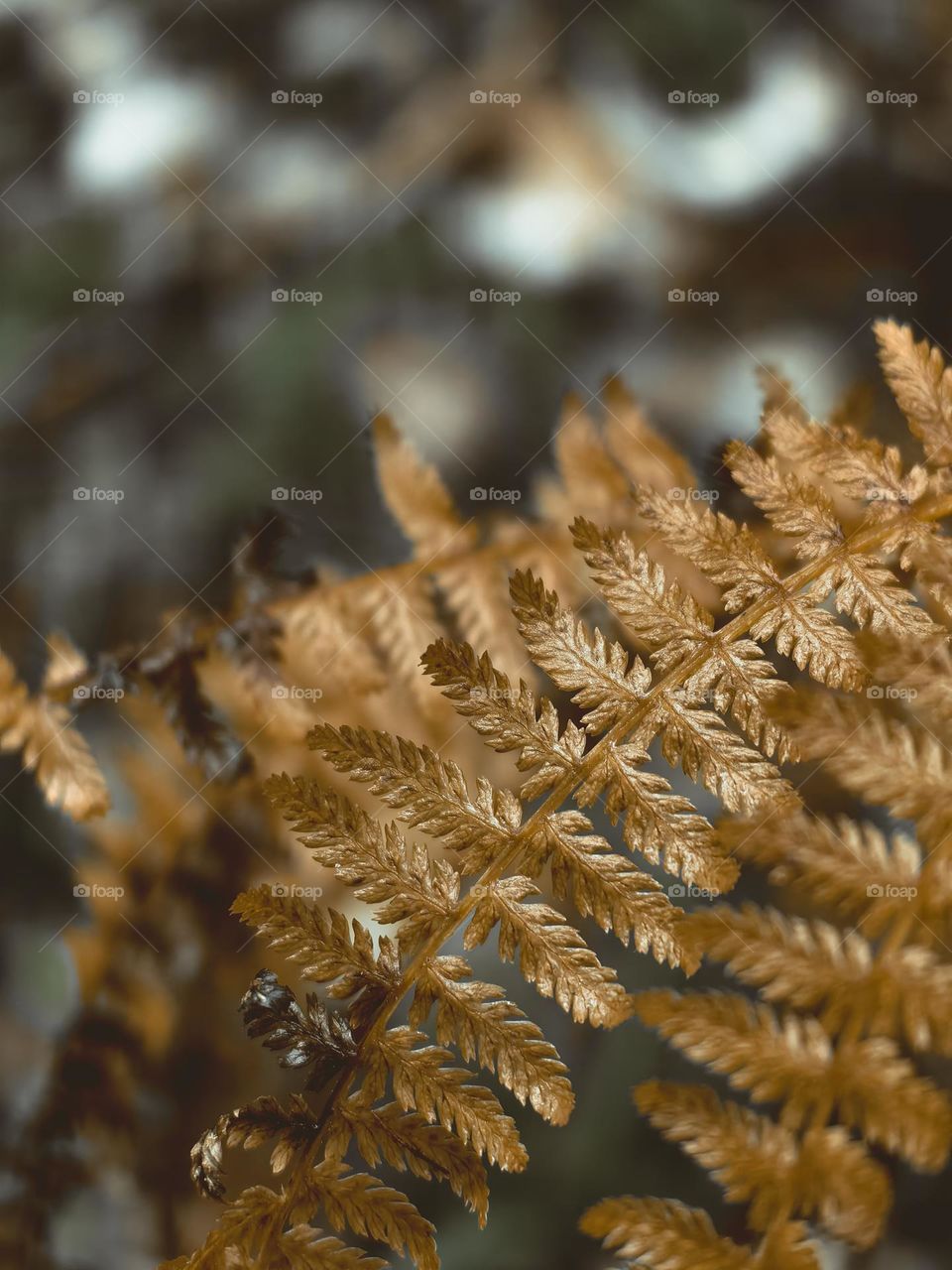 Golden branch of autumn fern