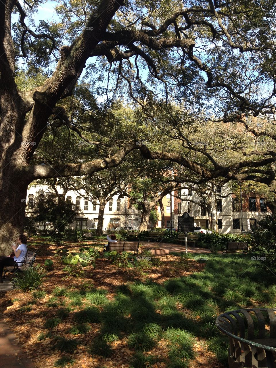 Park with trees in Savannah