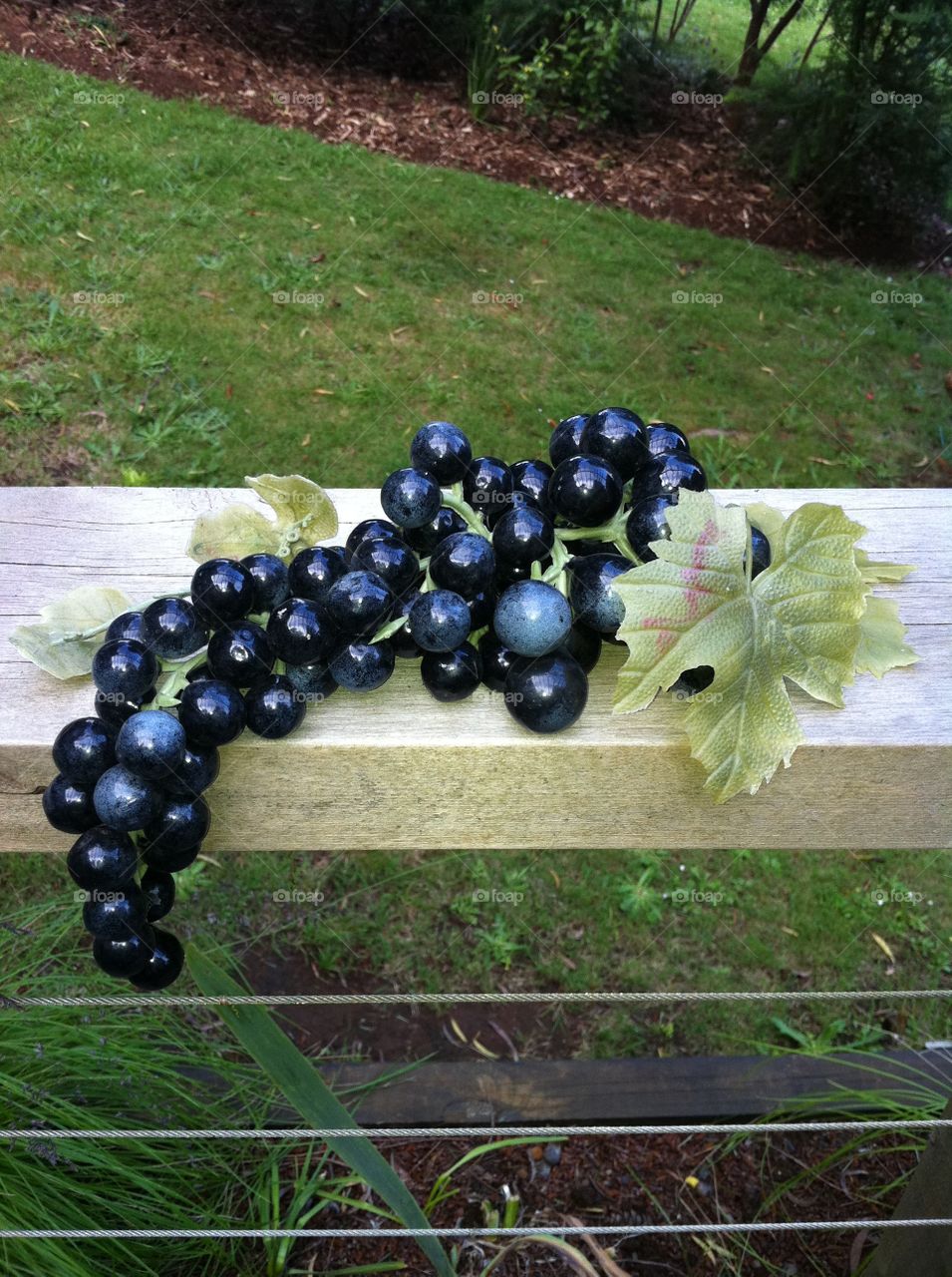 Fruit, Garden, No Person, Summer, Leaf