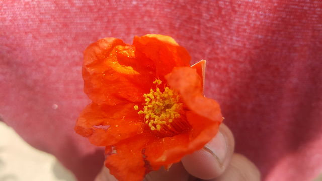 beautiful flower