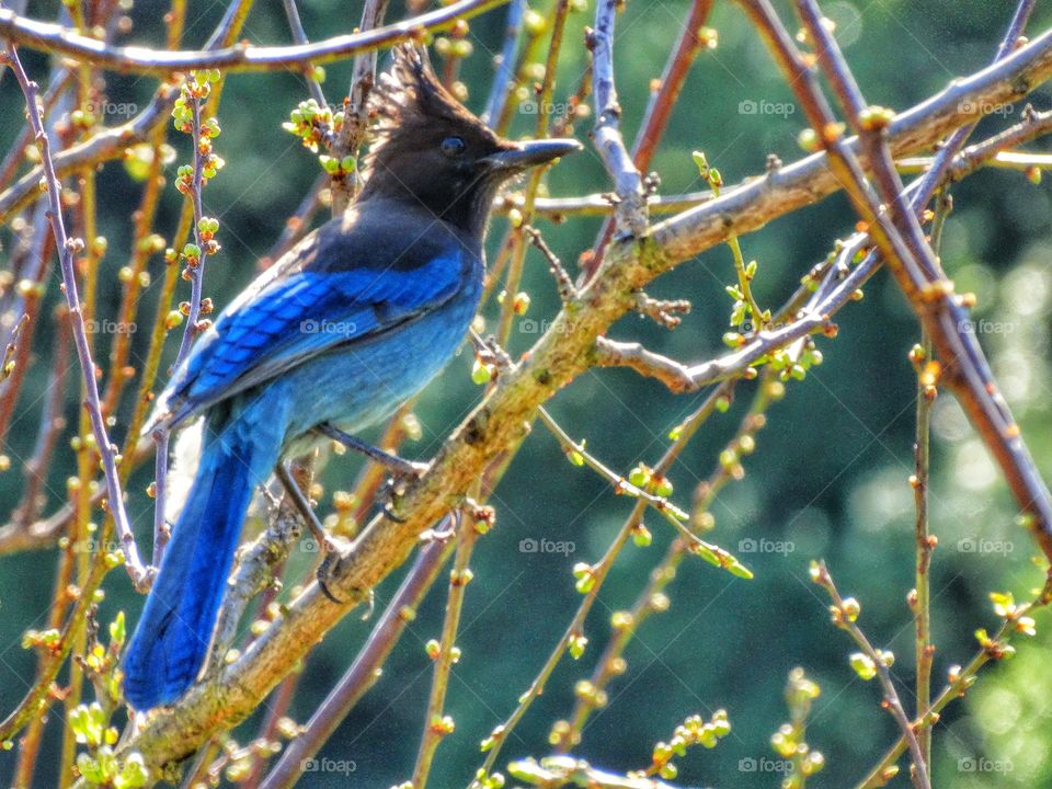 Bird In The Golden Hour. Steller's Jay Bird In the Sunset Golden Hour
