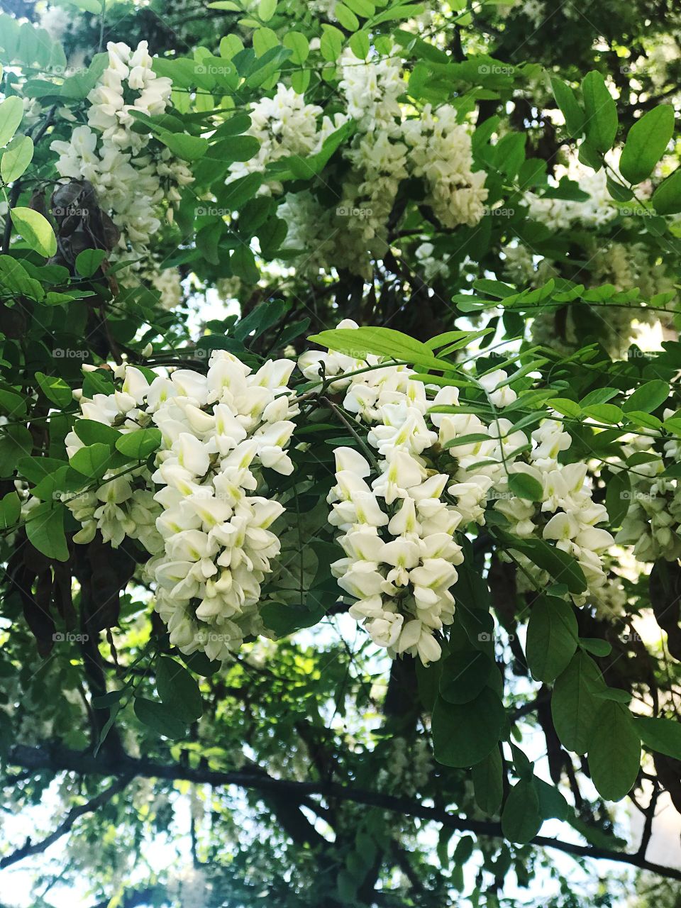 White acacia tree spring blossom 