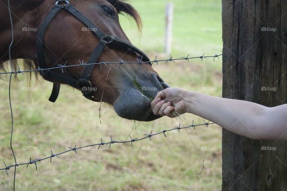 man feeding a horse over a fence