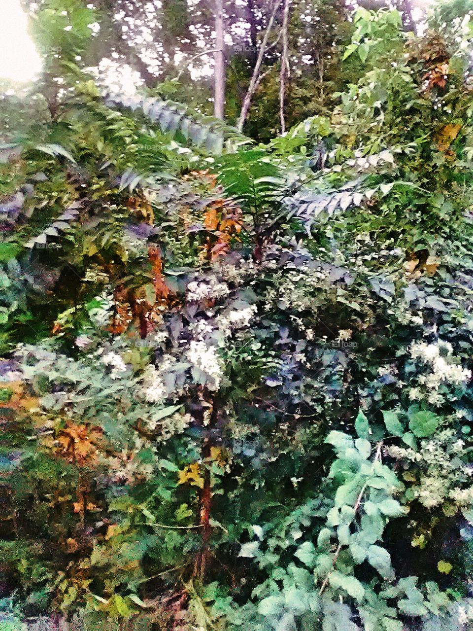 Mountain Fern and Flora