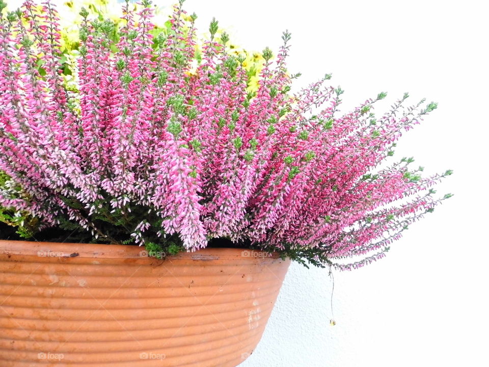 wonderful flower in the morning and beautiful color