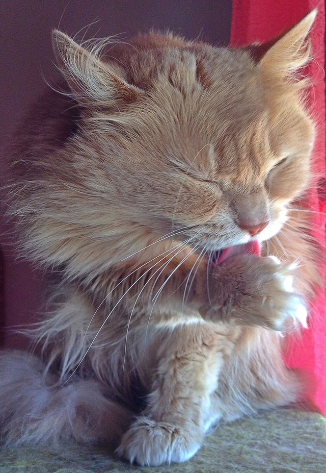 Self cleaning 