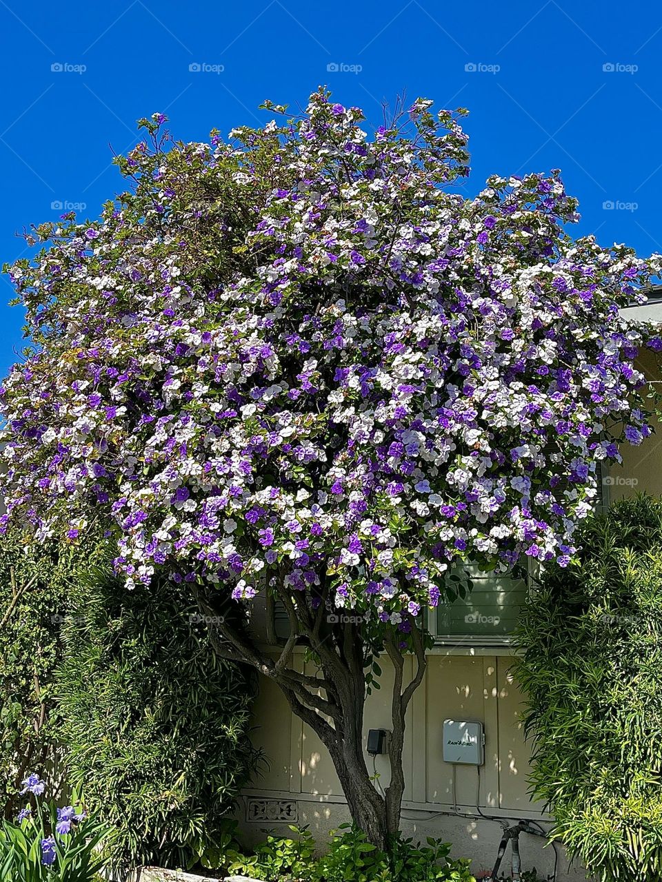 Yesterday, Today and Tomorrow Plant