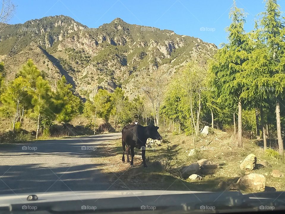 cow on the road