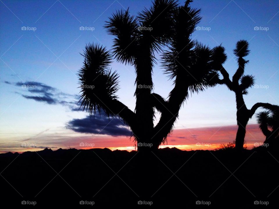 Joshua Tree