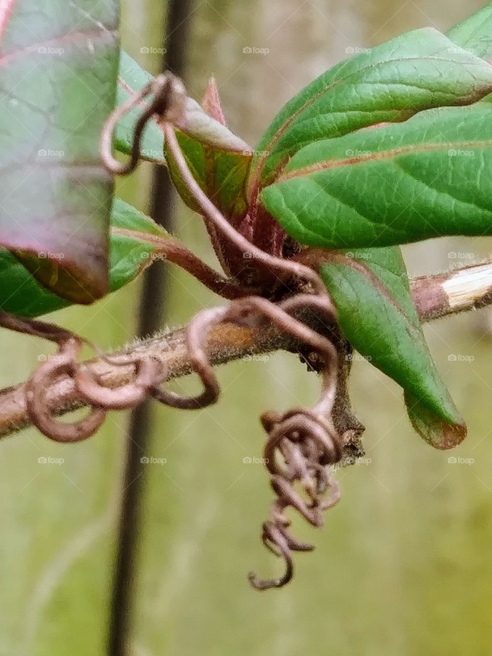tendrils of a honeysuckle vine