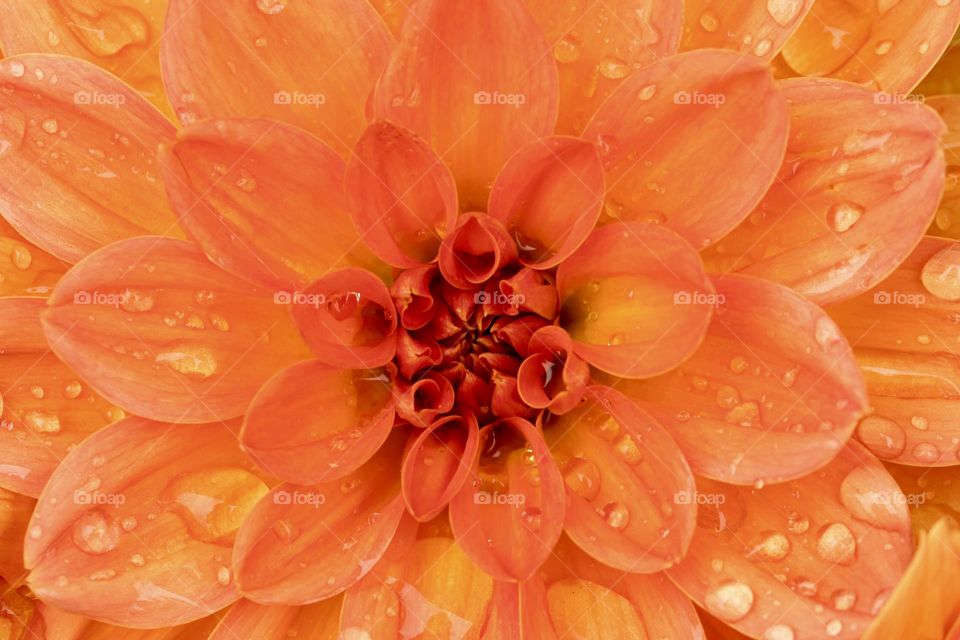 Closeup of a beautiful orange colored blooming dahlia flower covered with raindrops 