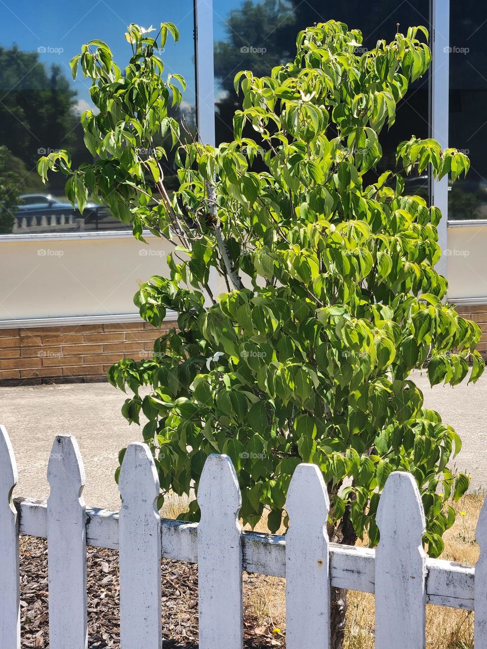 white picket fence and green tree in front of post office building windows