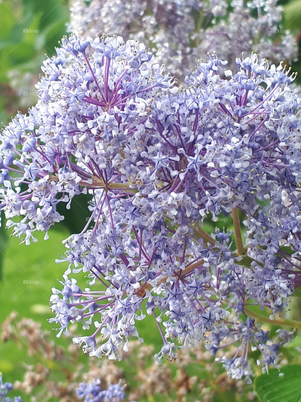 Flower, Nature, Flora, Leaf, Lilac