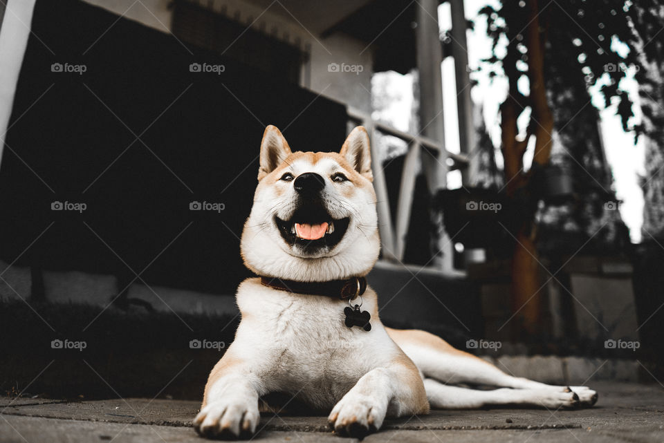 Shiba inu sitting outdoors