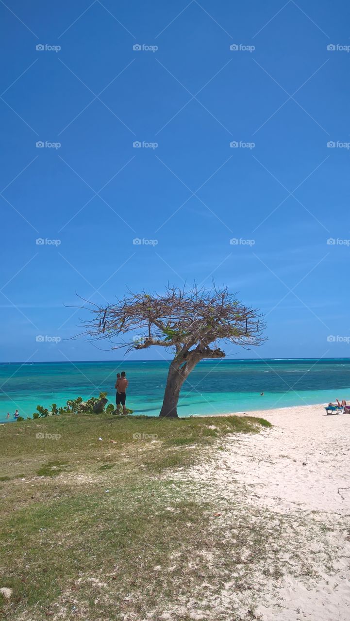 under the tree