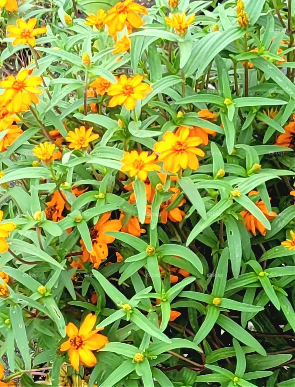 A burst of yellow flowers