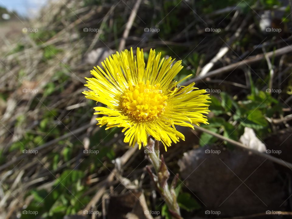 dandrelions