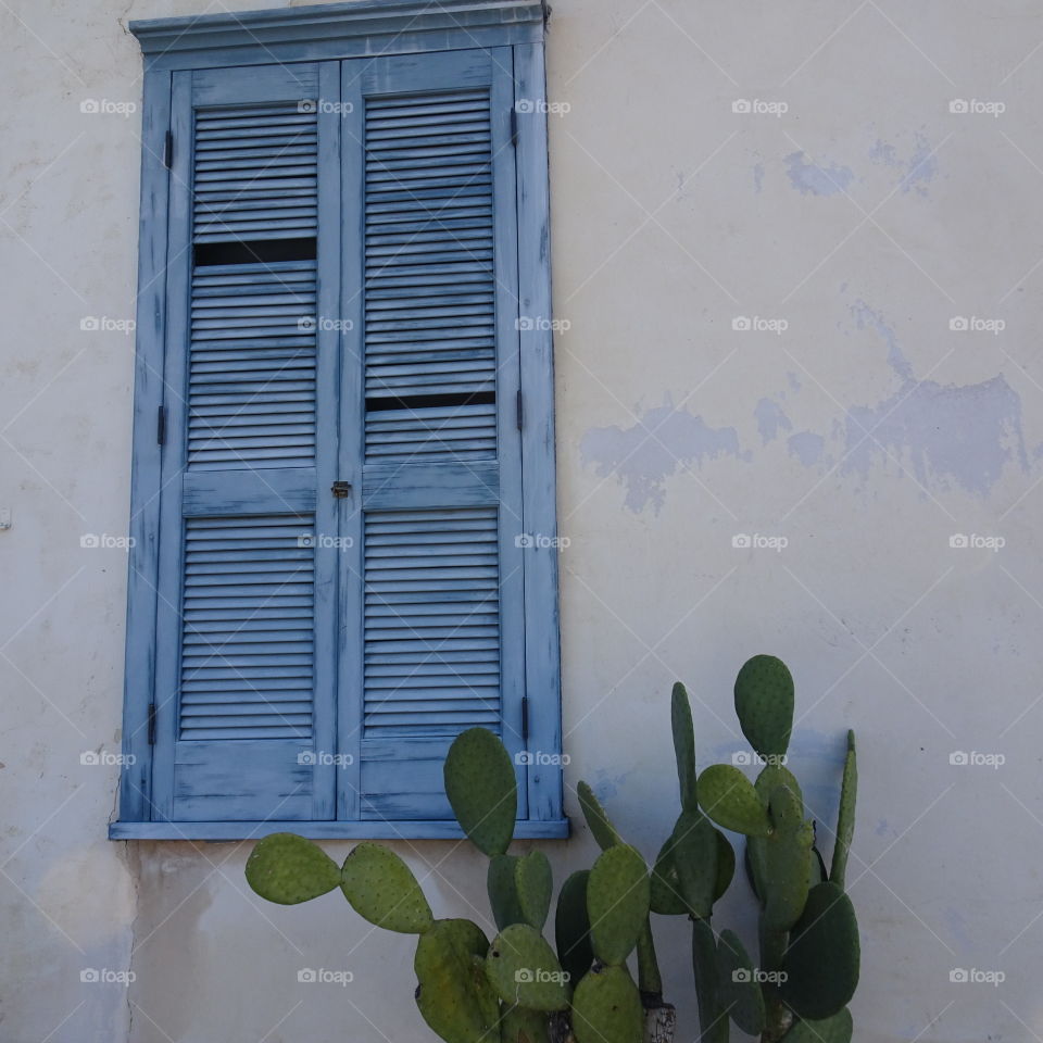 Blue Shutters and Cactus