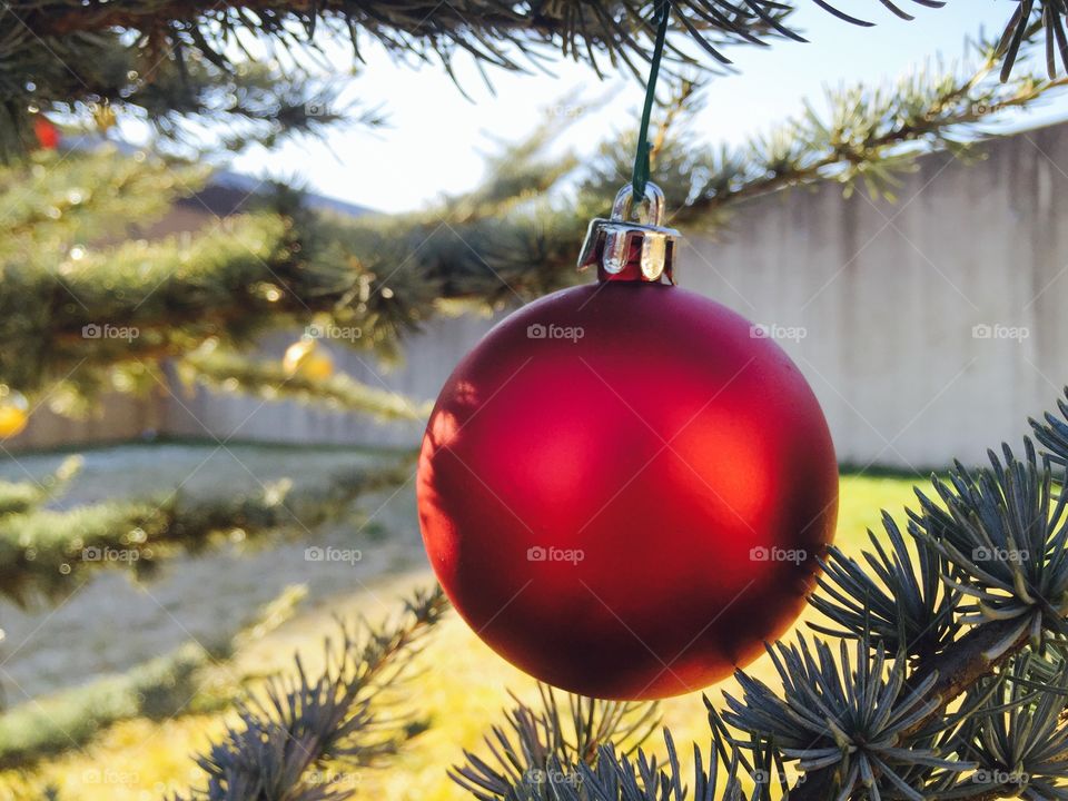 Christmas, Winter, Ball, Pine, Celebration