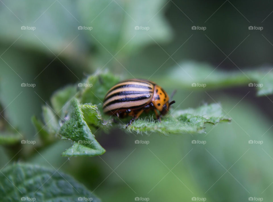 Insect, No Person, Nature, Invertebrate, Outdoors