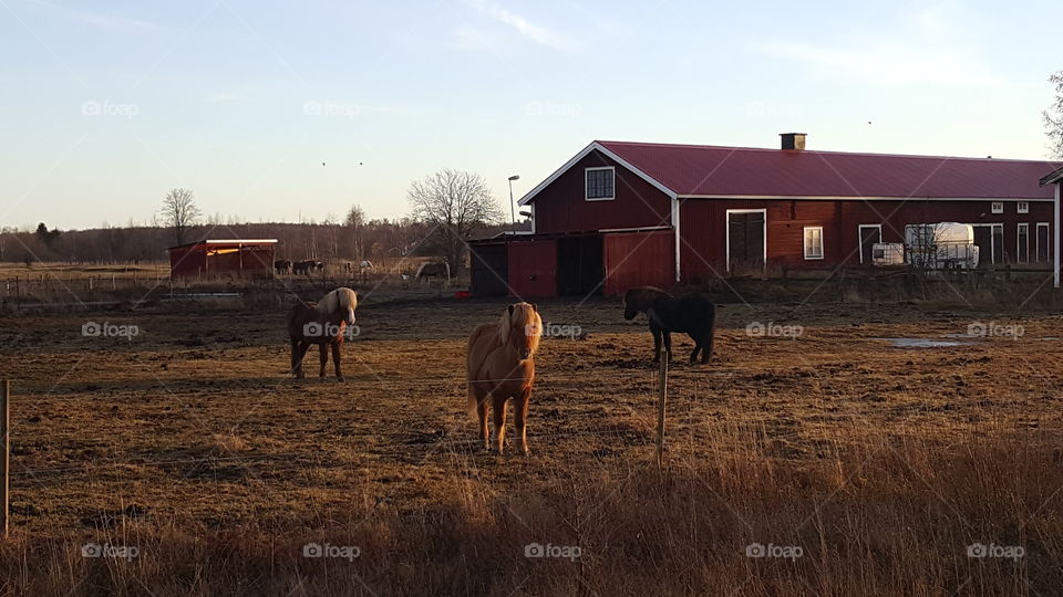 barn