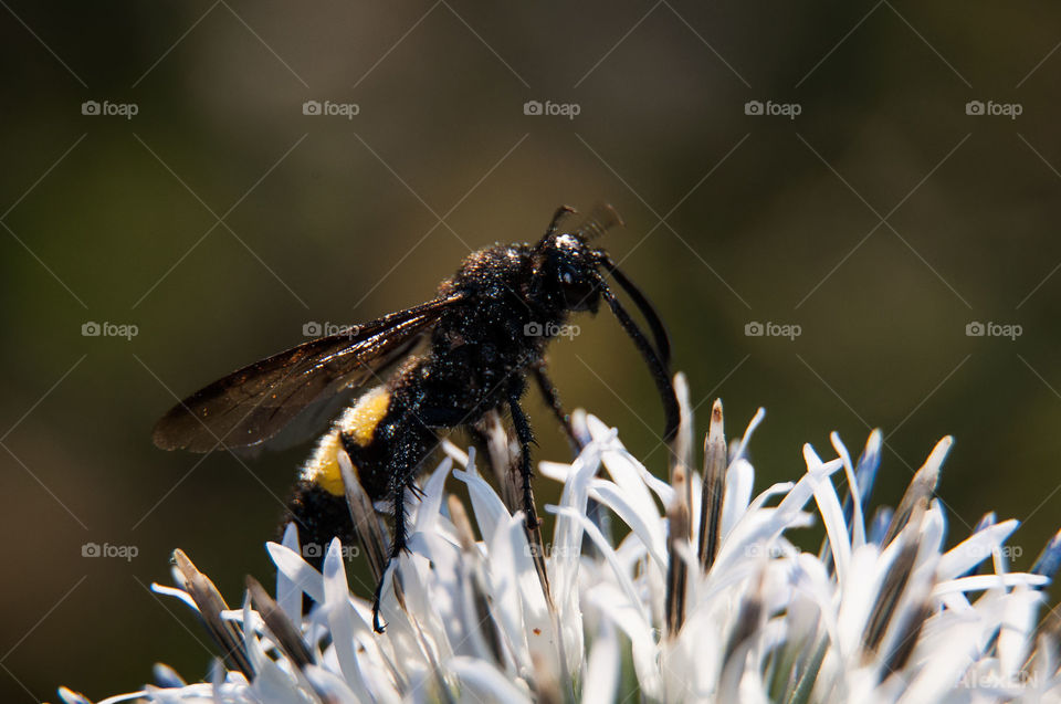 Bug on flower