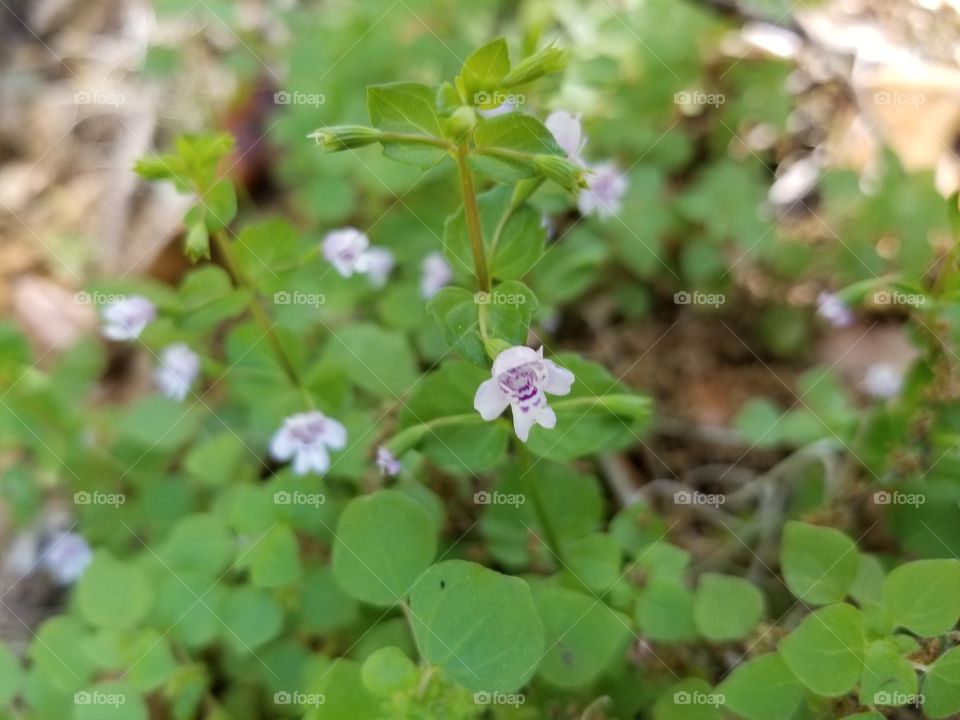 Tiny flowers