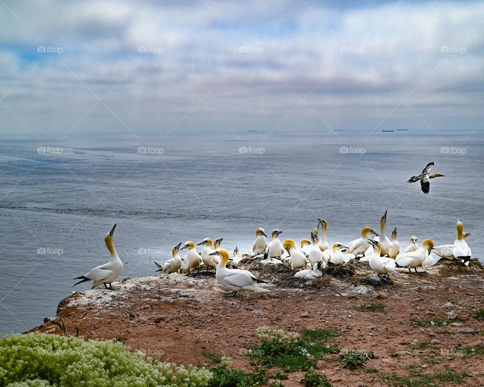 aves de la isla de Helgoland