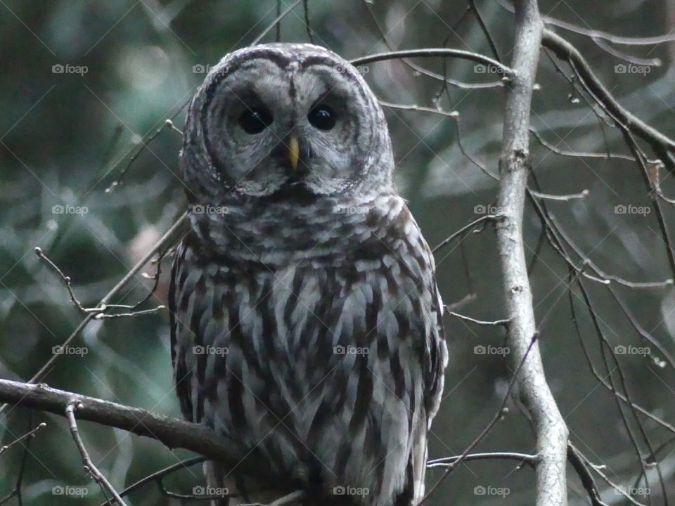 Cute barred owl 