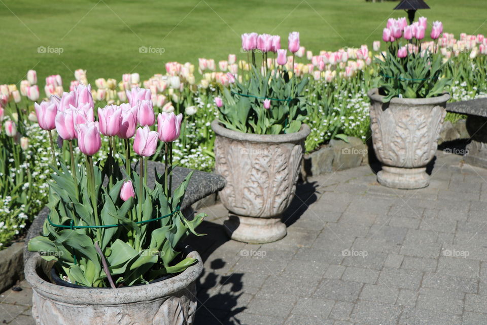 Potted  flowers 