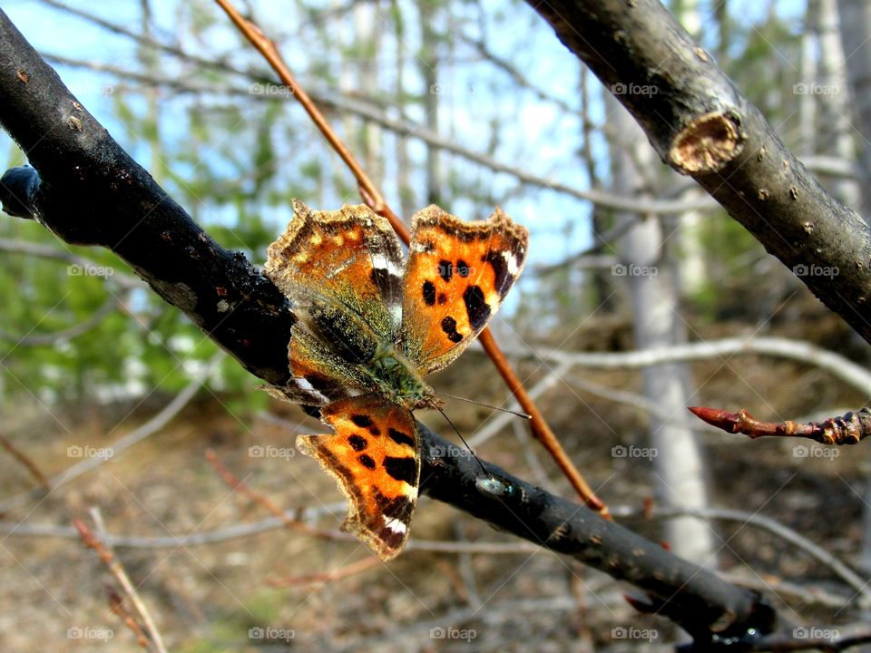 the butterfly came to life in spring, there is no green grass yet, but it flies