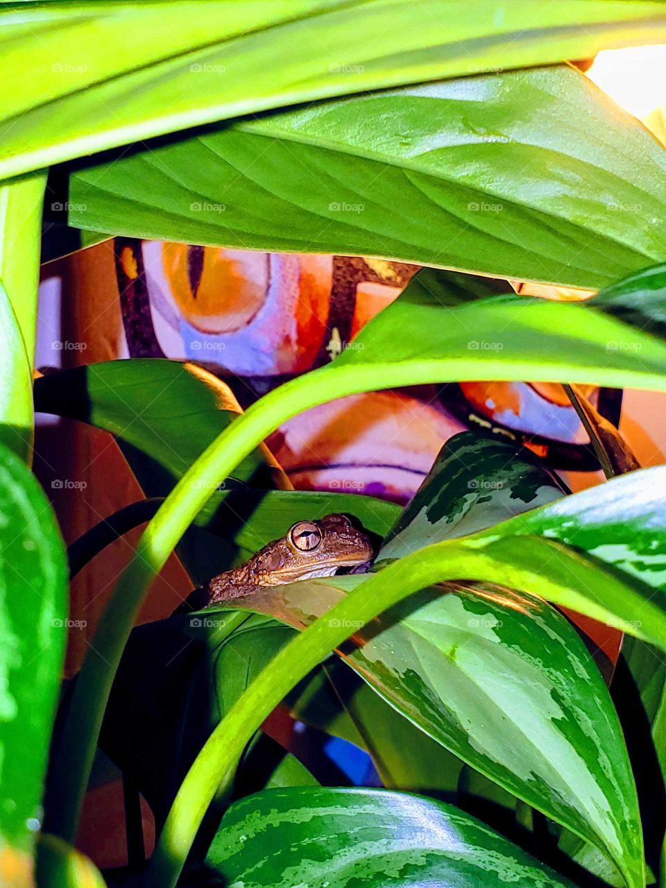 Hello froggy