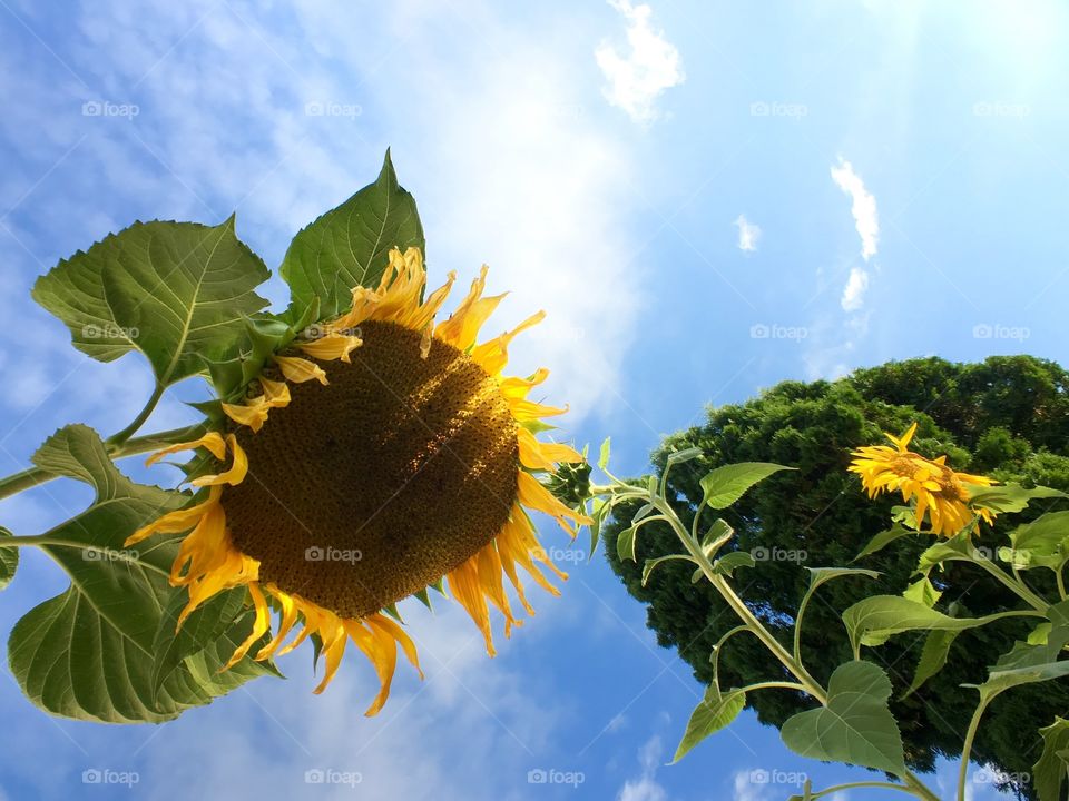 Low angle view of blooming flower