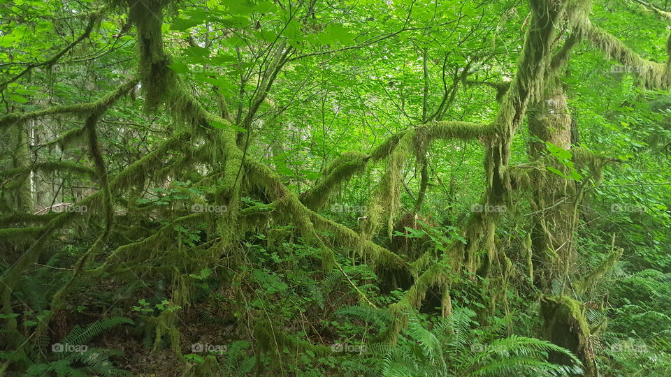 mossy tangle