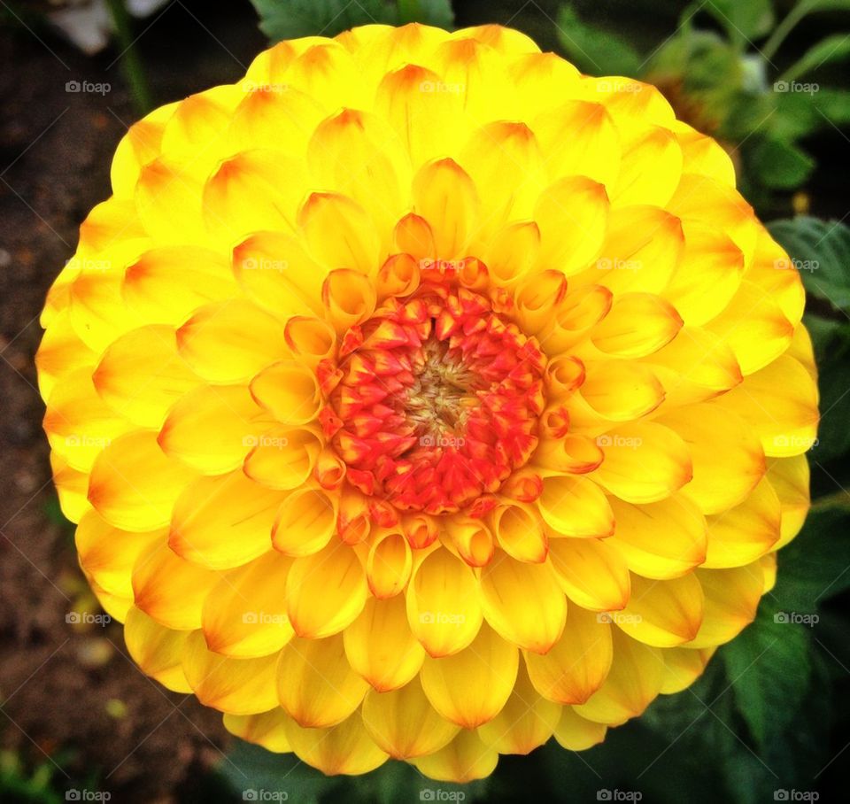 Yellow and red flower