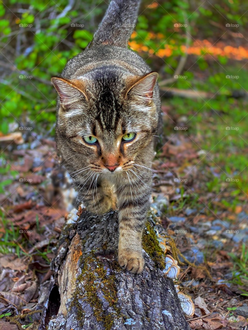 Spring Cat Walk