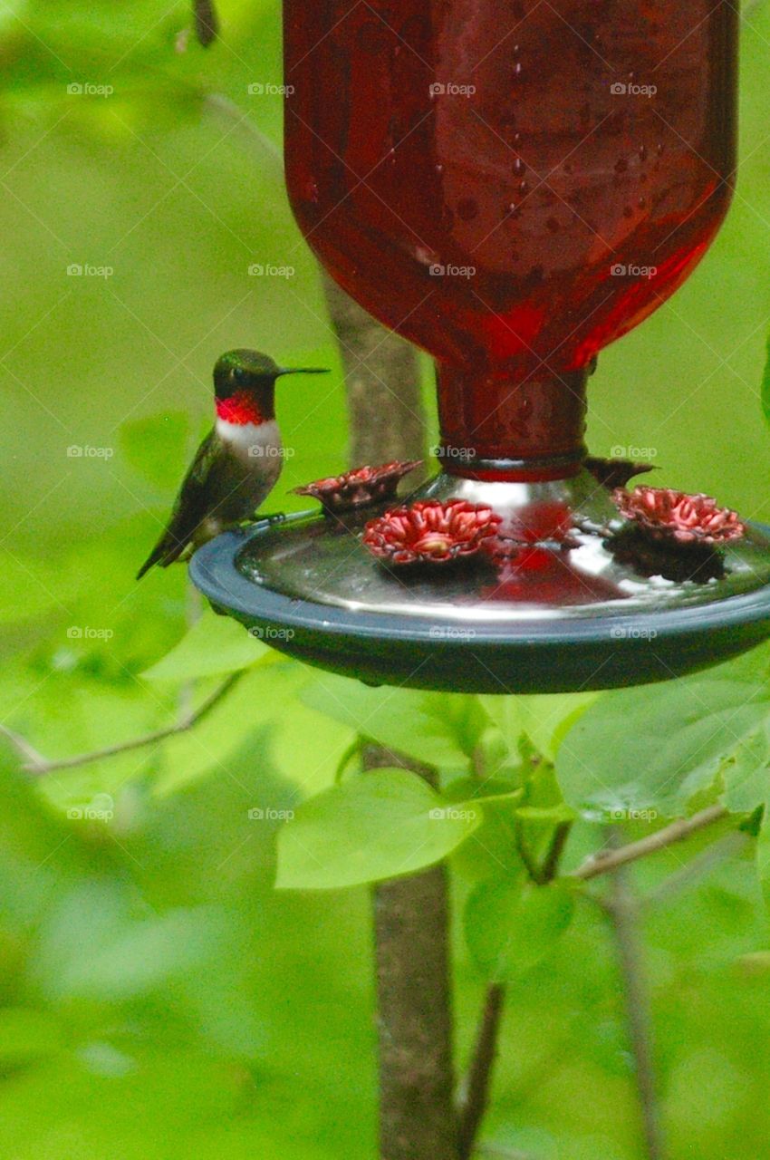 Ruby Throated Hummingbird 