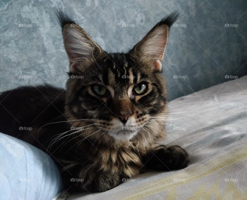 Cute but angry Maine-coon