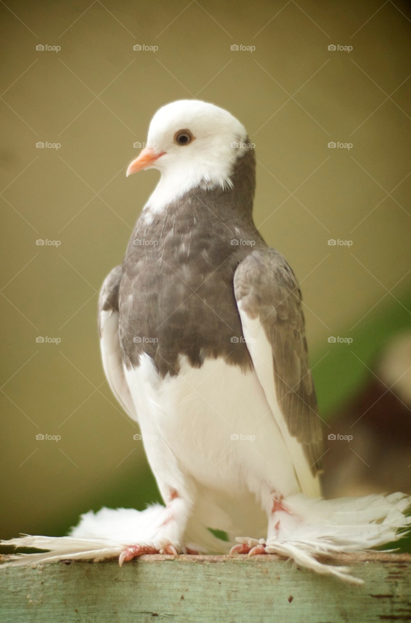 bird feathers pigeon standing by stephenkirsh
