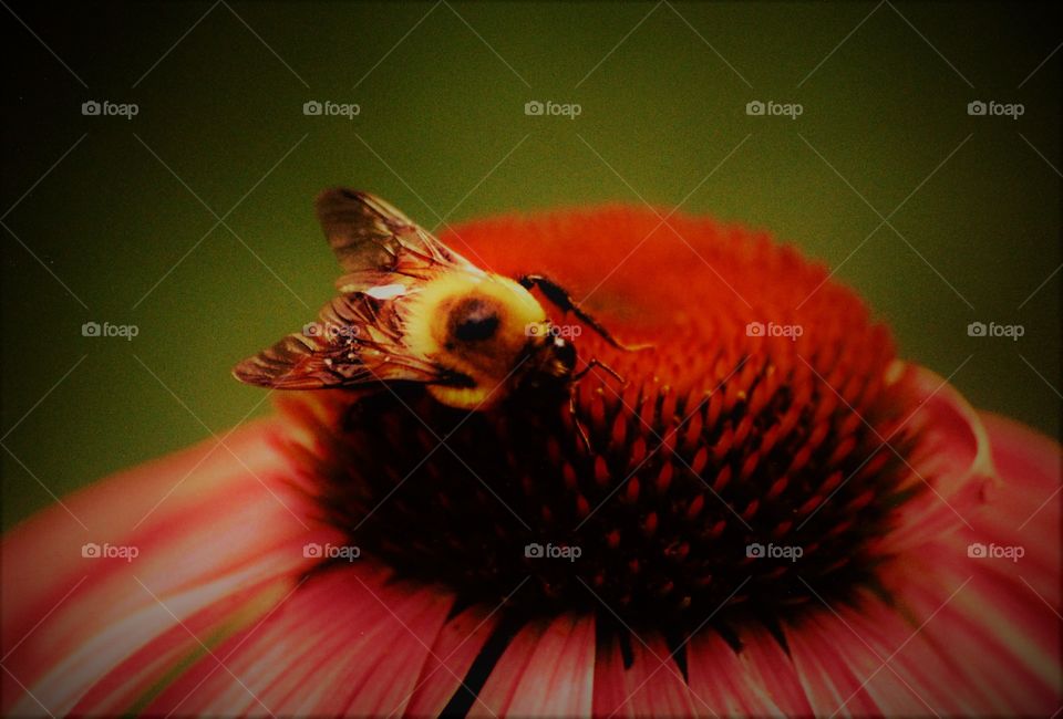 Bee