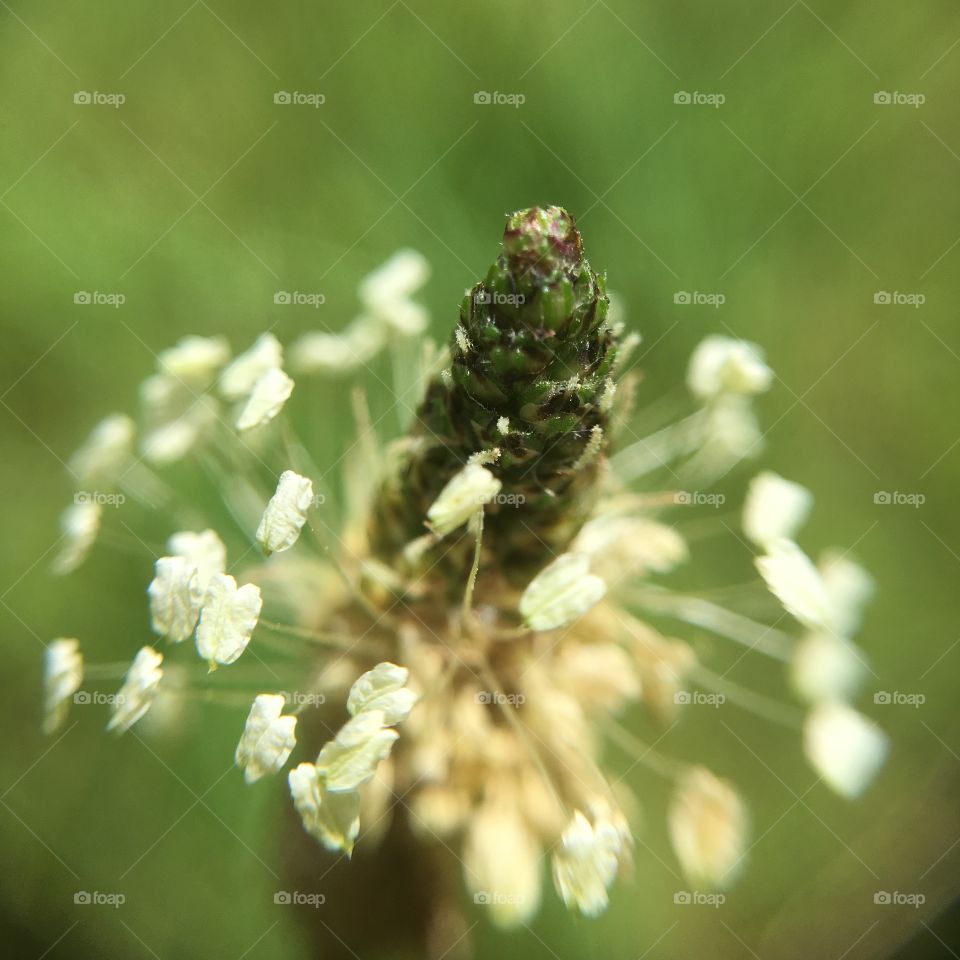 Wild grass