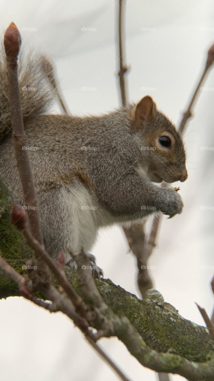 We wish you a happy squirrel year! With lots of nuts, and great nesting places. 