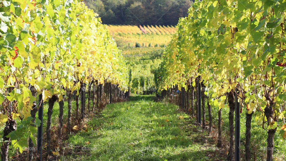 Vineyard perspective. Vines plantation in Castilla la Mancha, Spain.