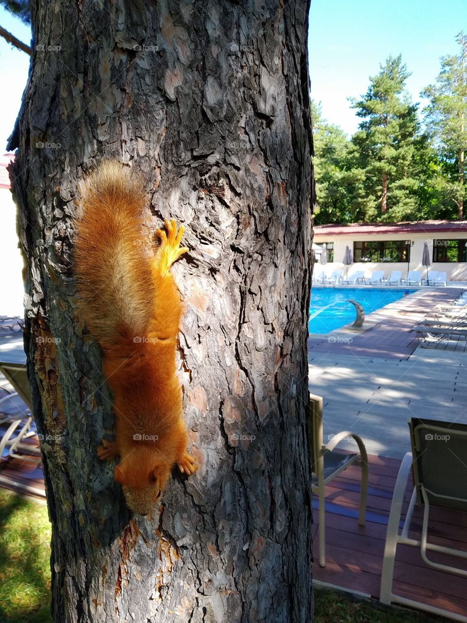 Squirrel