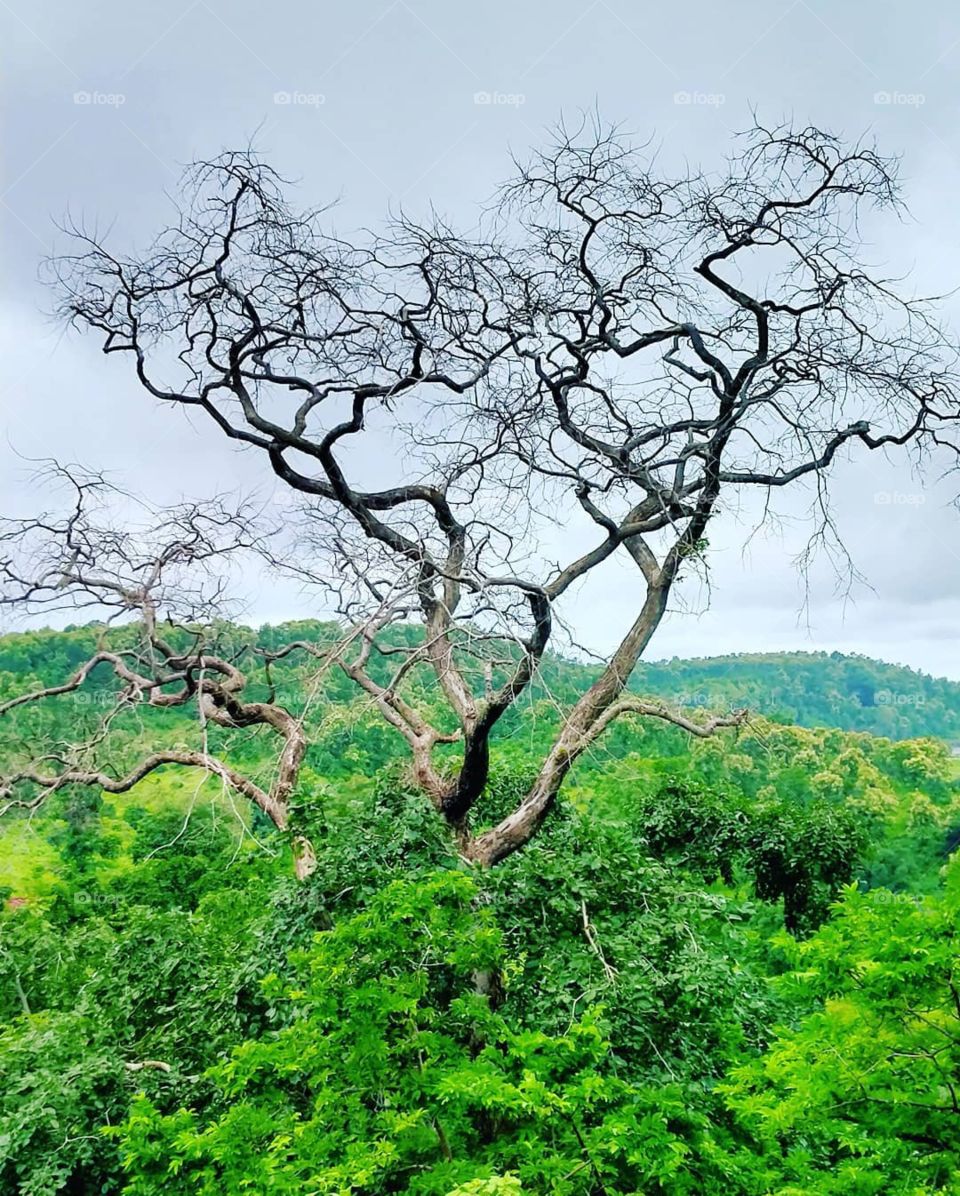 Nature Tree